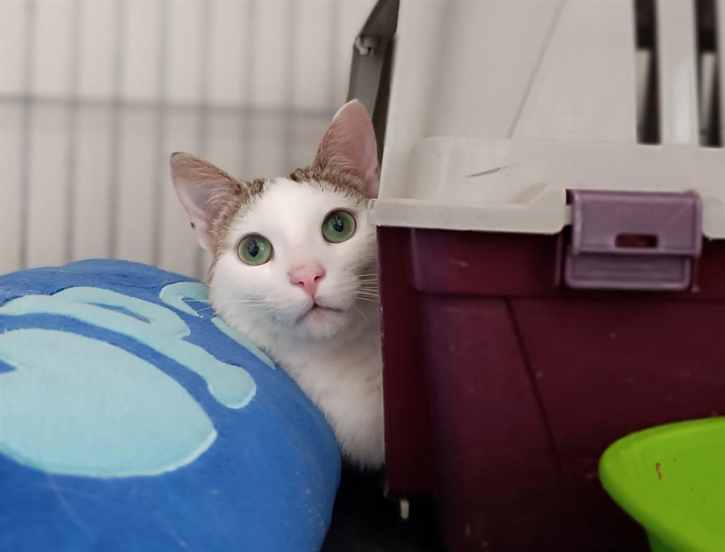 Photo #1 de Saussure