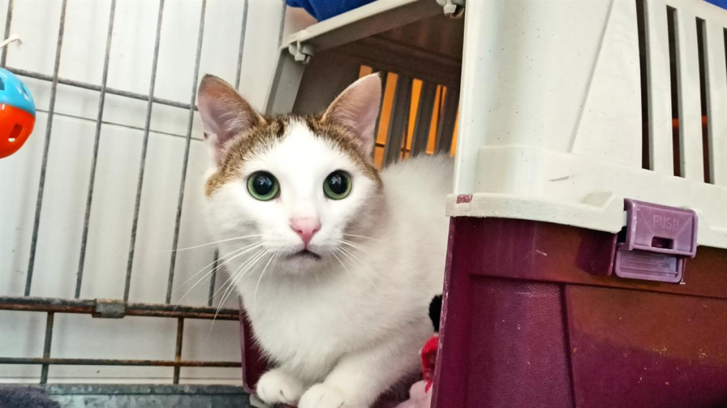 Photo #2 de Saussure