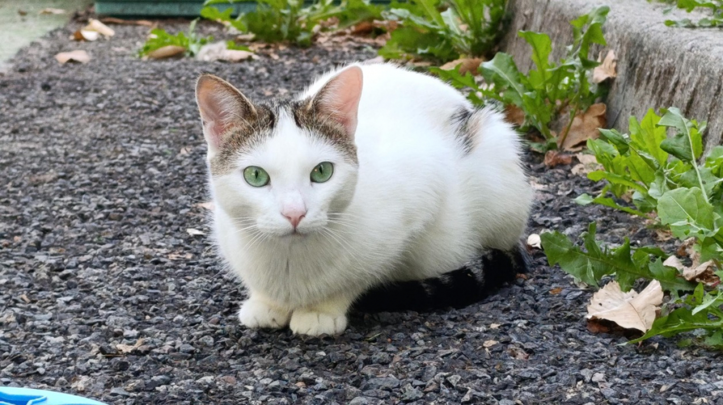 Photo #3 de Saussure