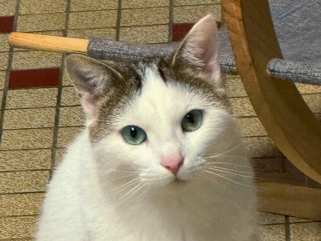 Photo #2 de Saussure