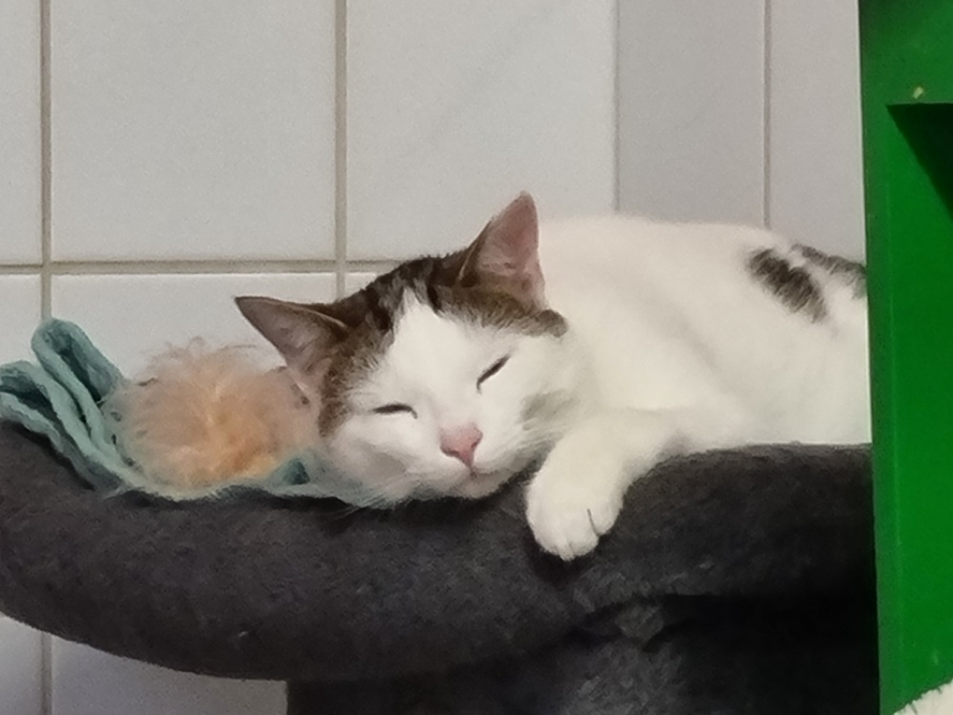 Photo #5 de Saussure