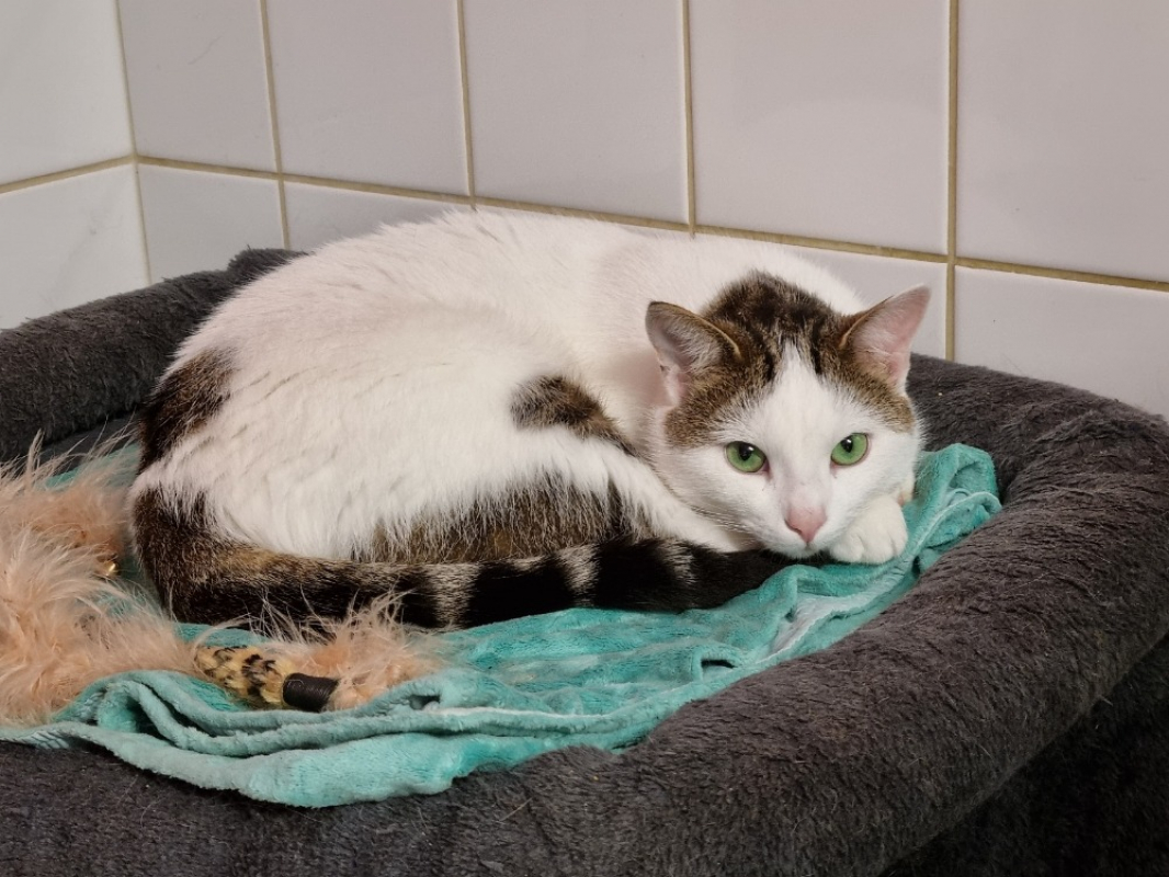 Photo #6 de Saussure