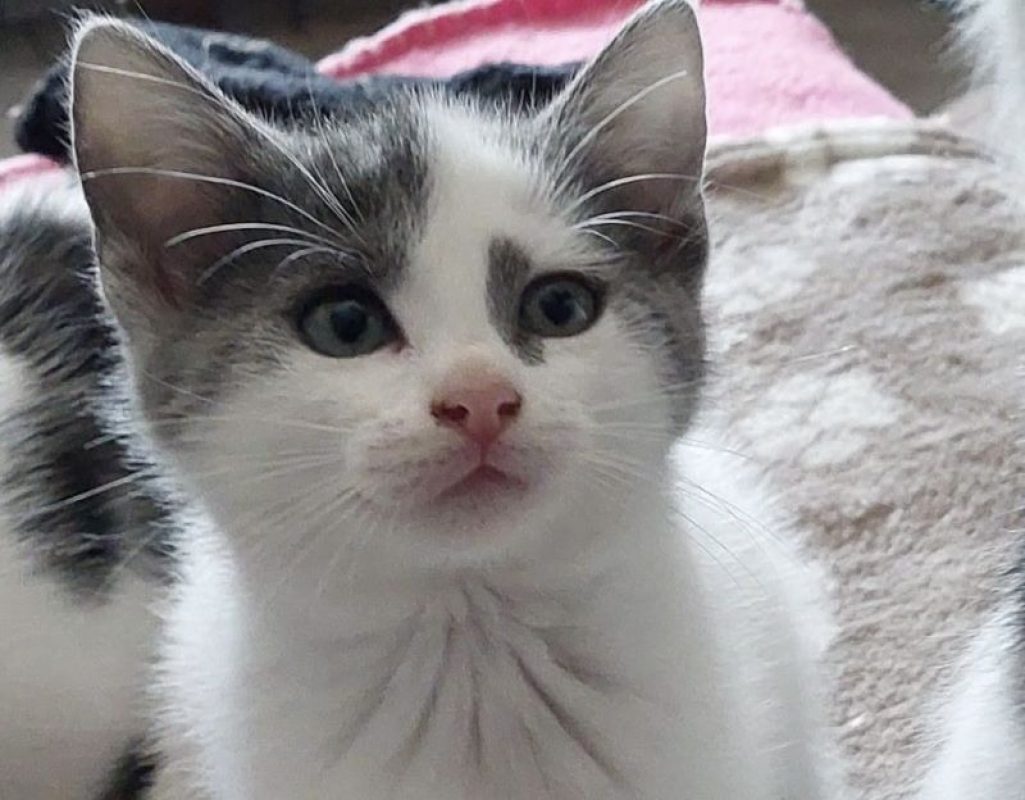 Bohème - Chat Européen à adopter