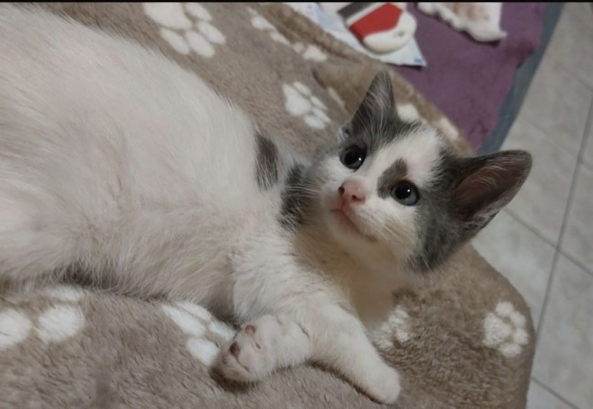 Bohème - Chat Européen à adopter - photo 2