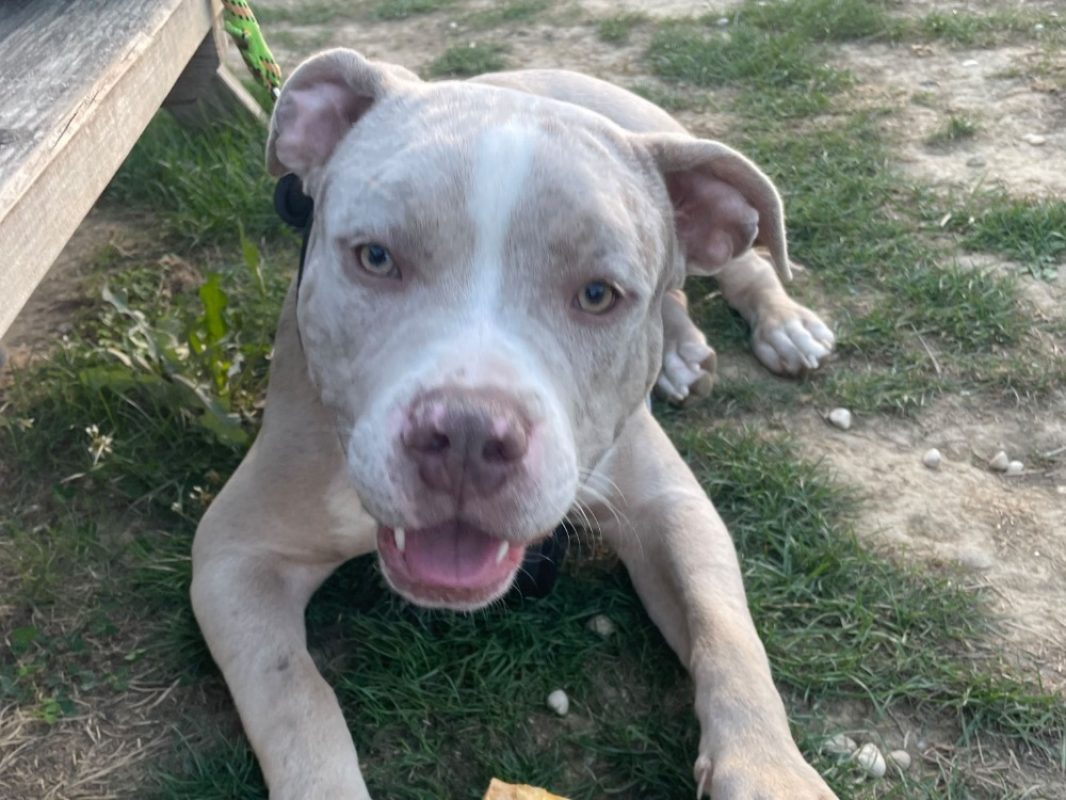 Iron - Chien American Bully à adopter