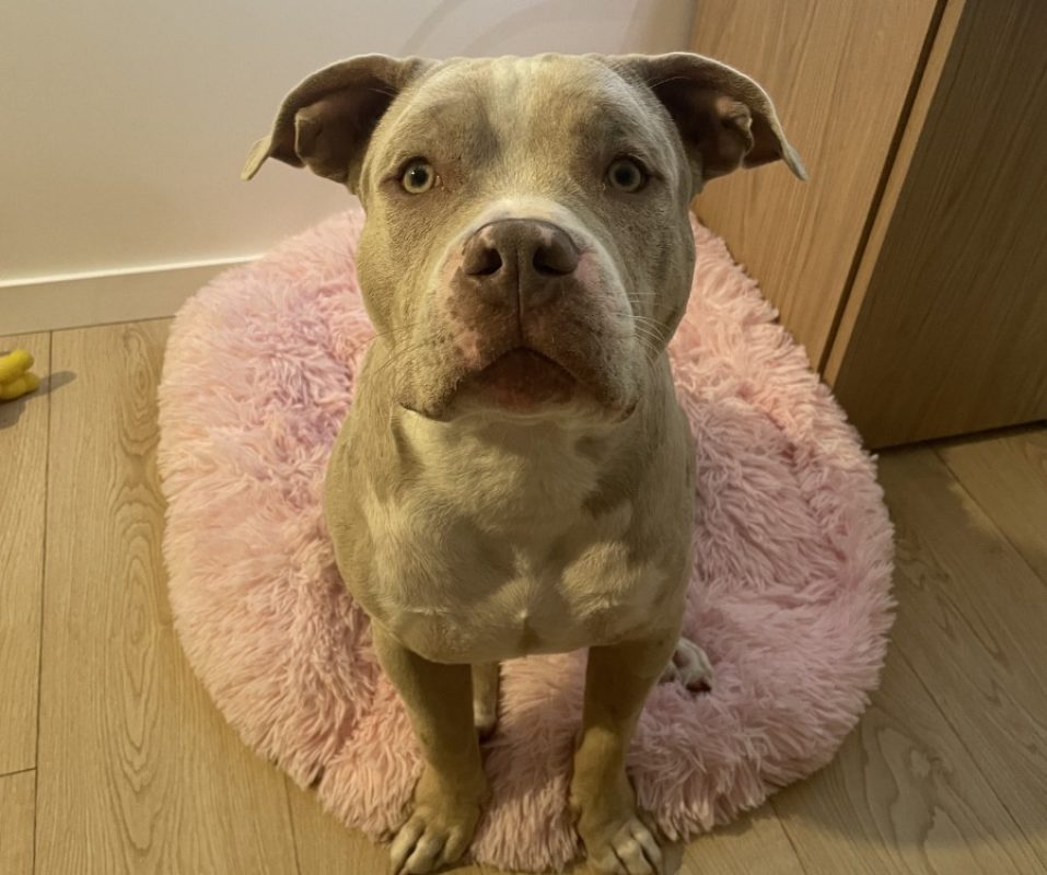 Iron - Chien American Bully à adopter