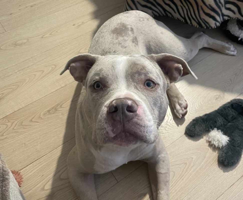 Iron - Chien American Bully à adopter - photo 2