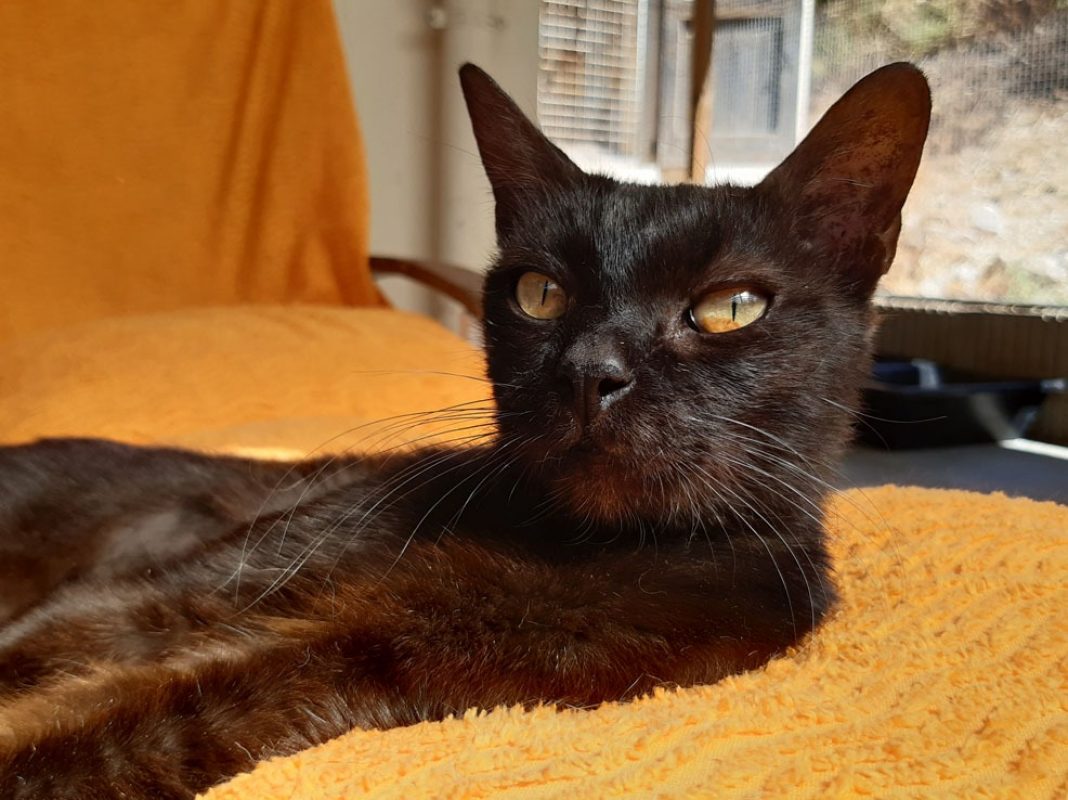Bilinga - Chat Européen à adopter
