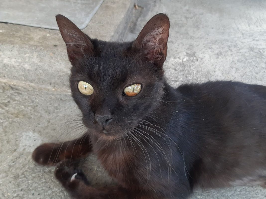 Bilinga - Chat Européen à adopter - photo 2