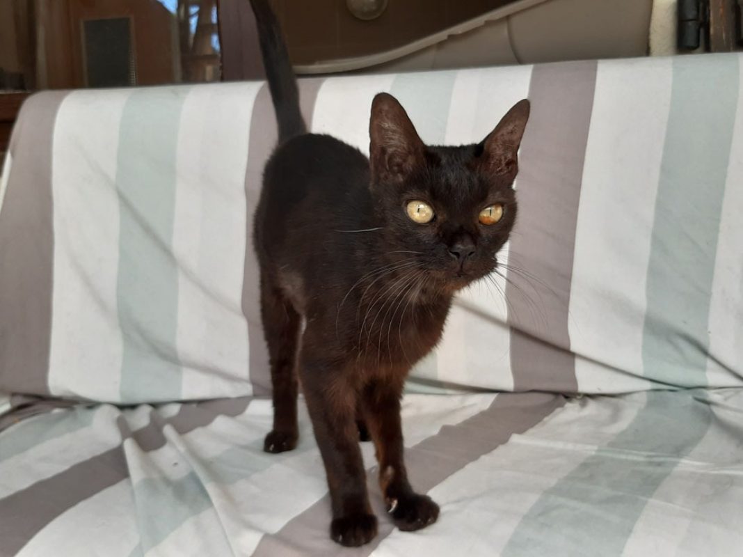 Bilinga - Chat Européen à adopter - photo 3