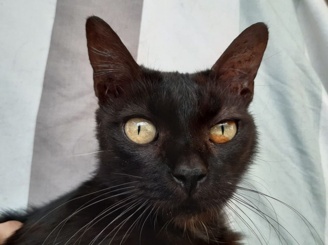 Bilinga - Chat Européen à adopter - photo 4