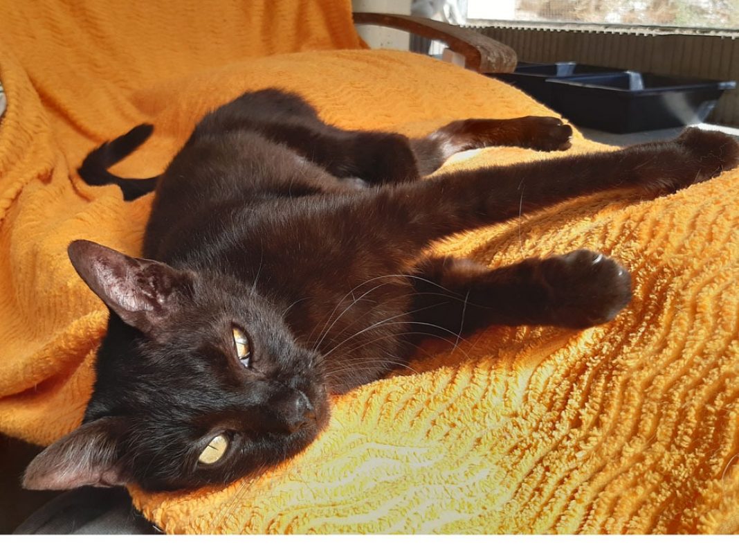 Bilinga - Chat Européen à adopter - photo 5