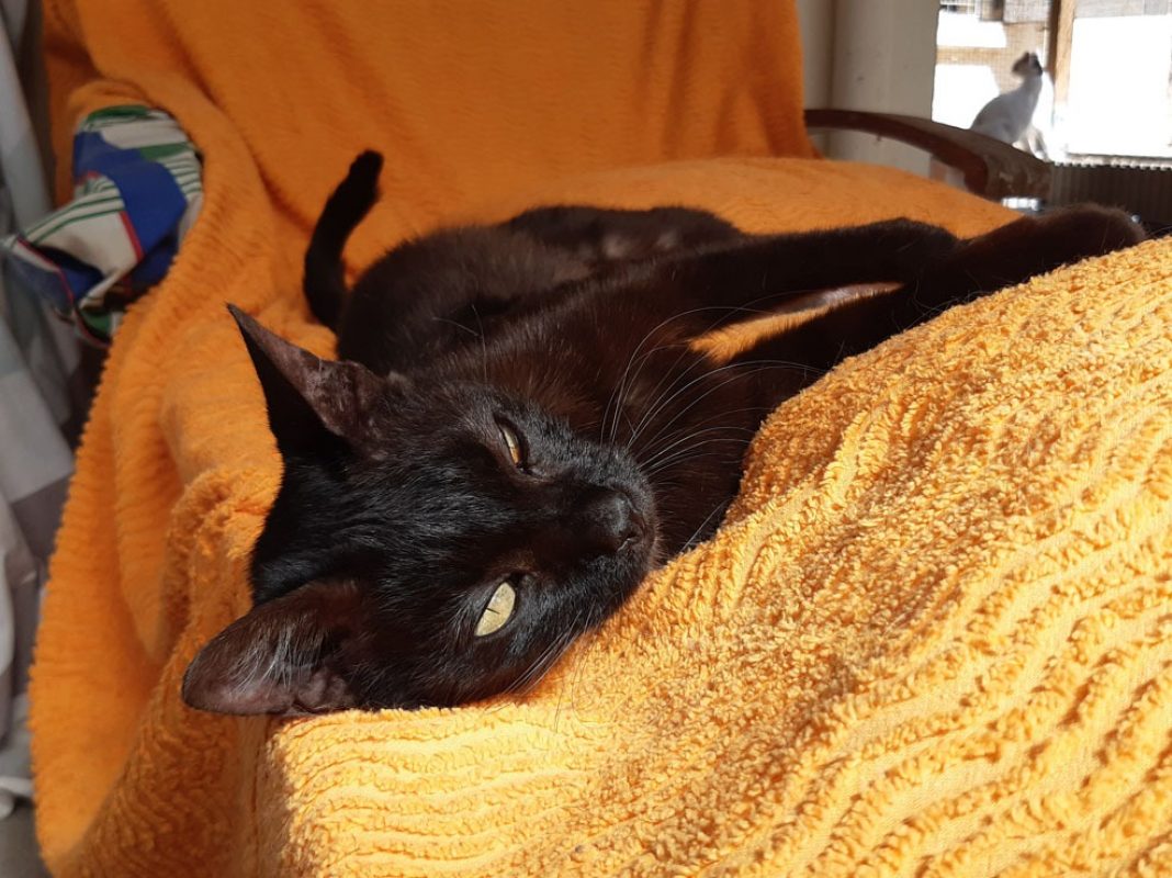 Bilinga - Chat Européen à adopter - photo 6