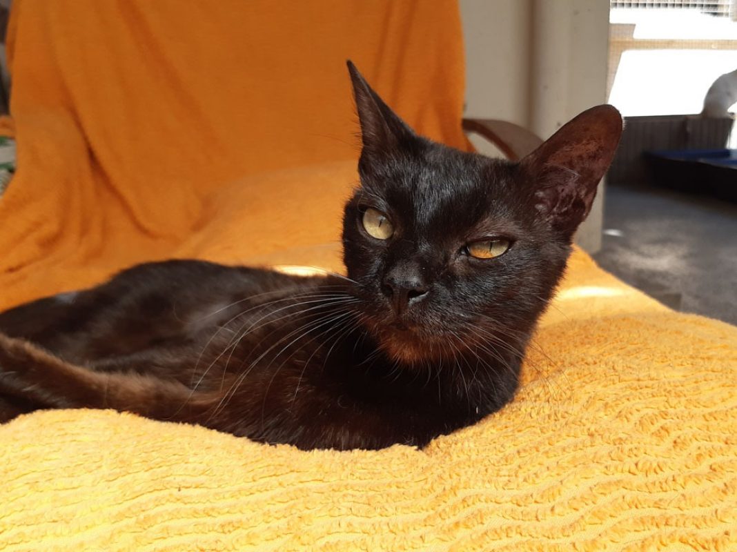 Bilinga - Chat Européen à adopter - photo 7