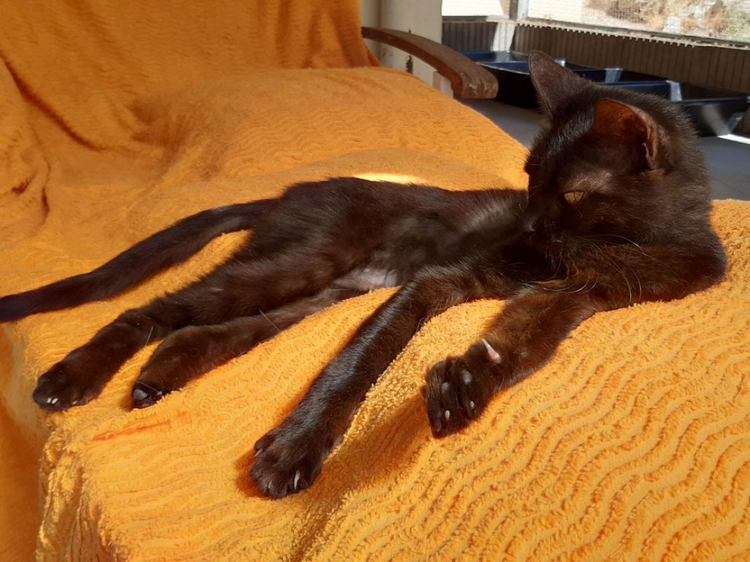Bilinga - Chat Européen à adopter - photo 8