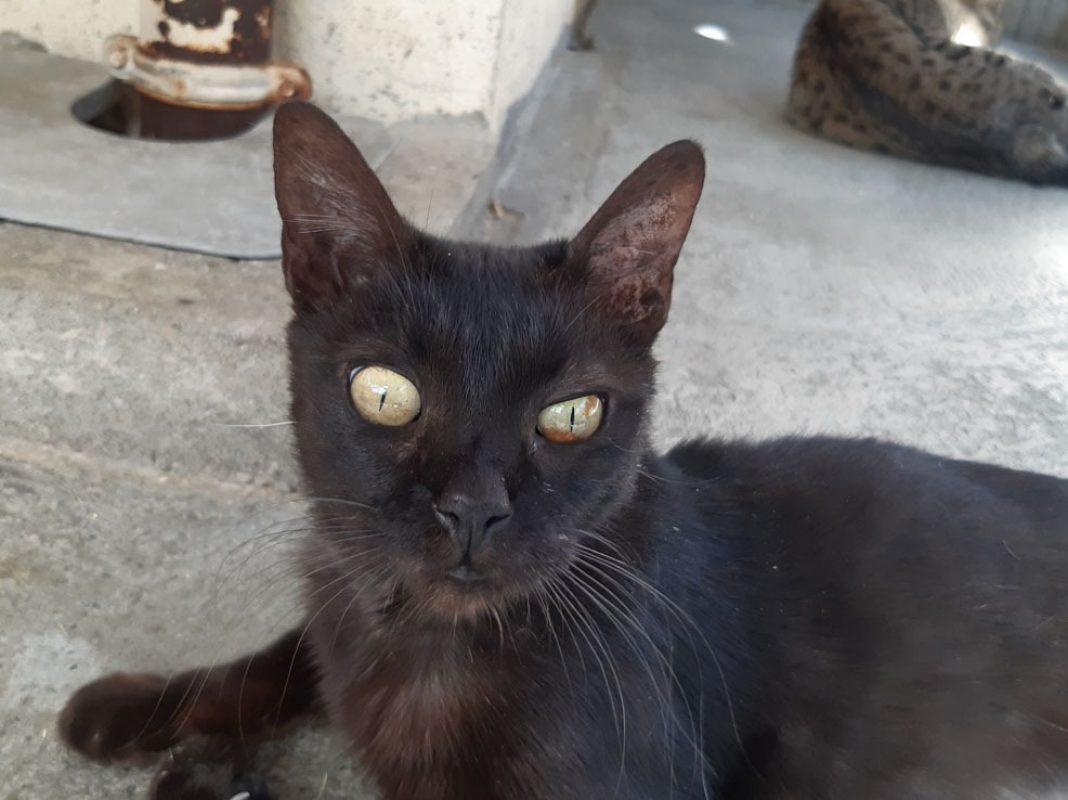 Bilinga - Chat Européen à adopter - photo 9
