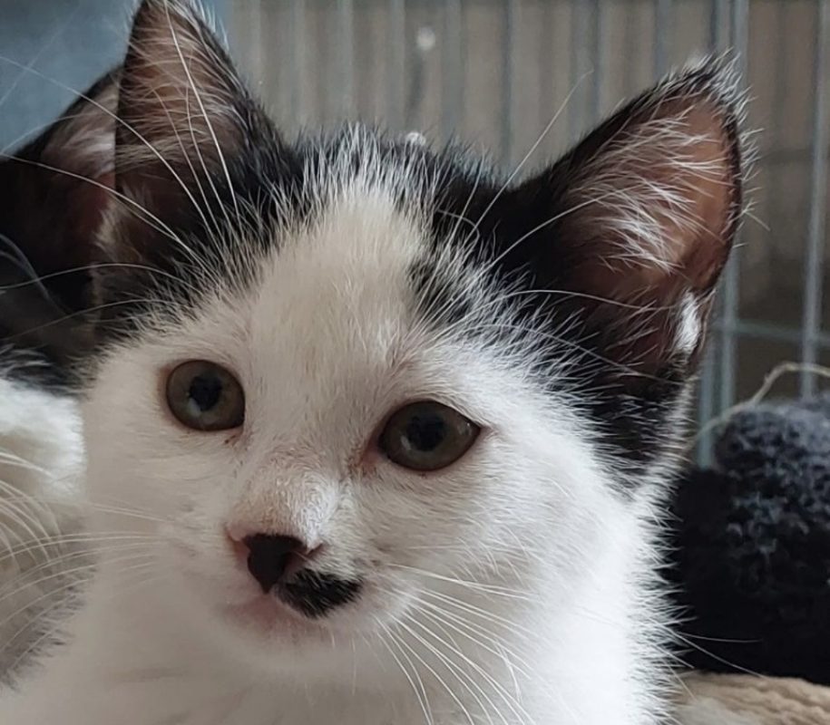 Berline - Chat Européen à adopter