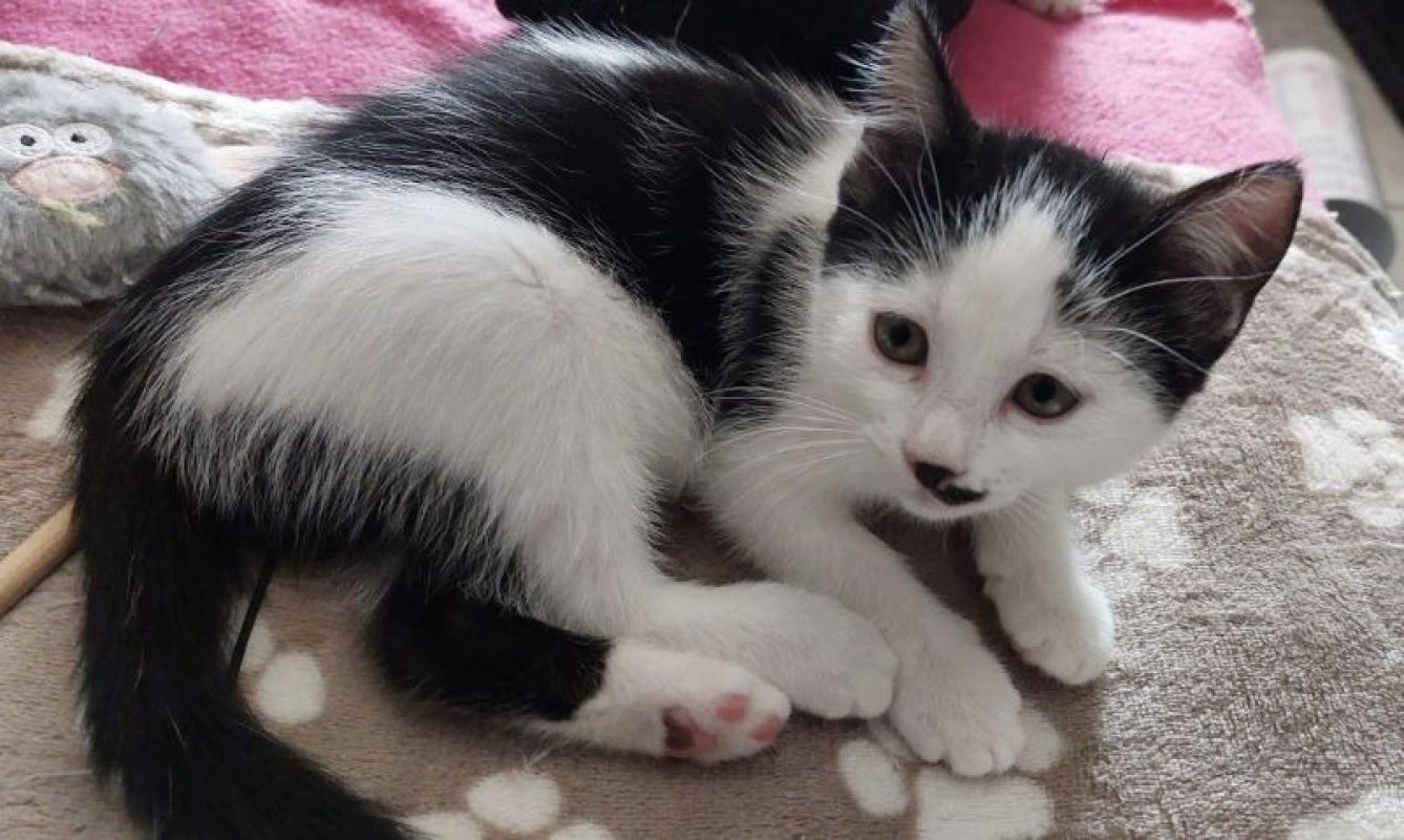 Berline - Chat Européen à adopter - photo 2