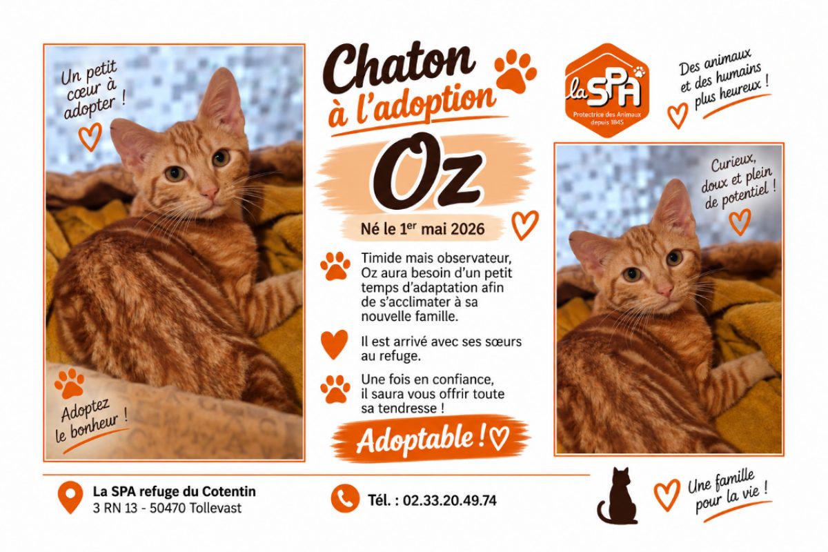 Oz - Chat Européen à adopter