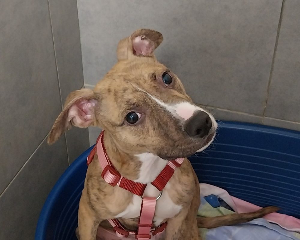 Boogie - Chien Bouledogue Américain à adopter