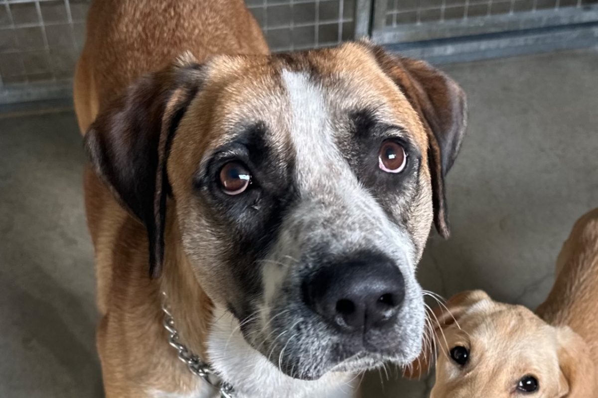 Clyde - Chien à adopter