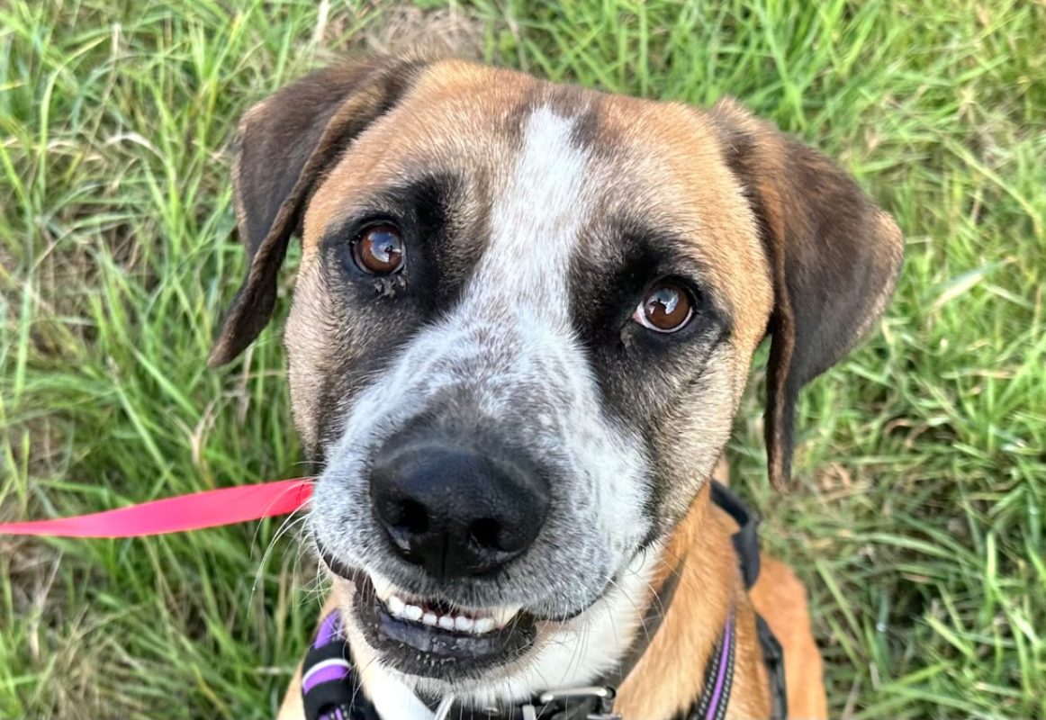 Clyde - Chien à adopter