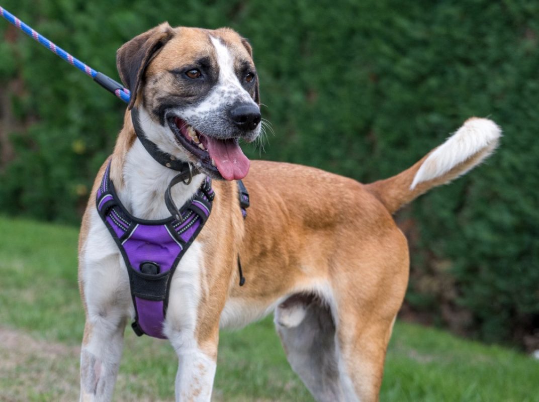 Clyde - Chien à adopter - photo 2