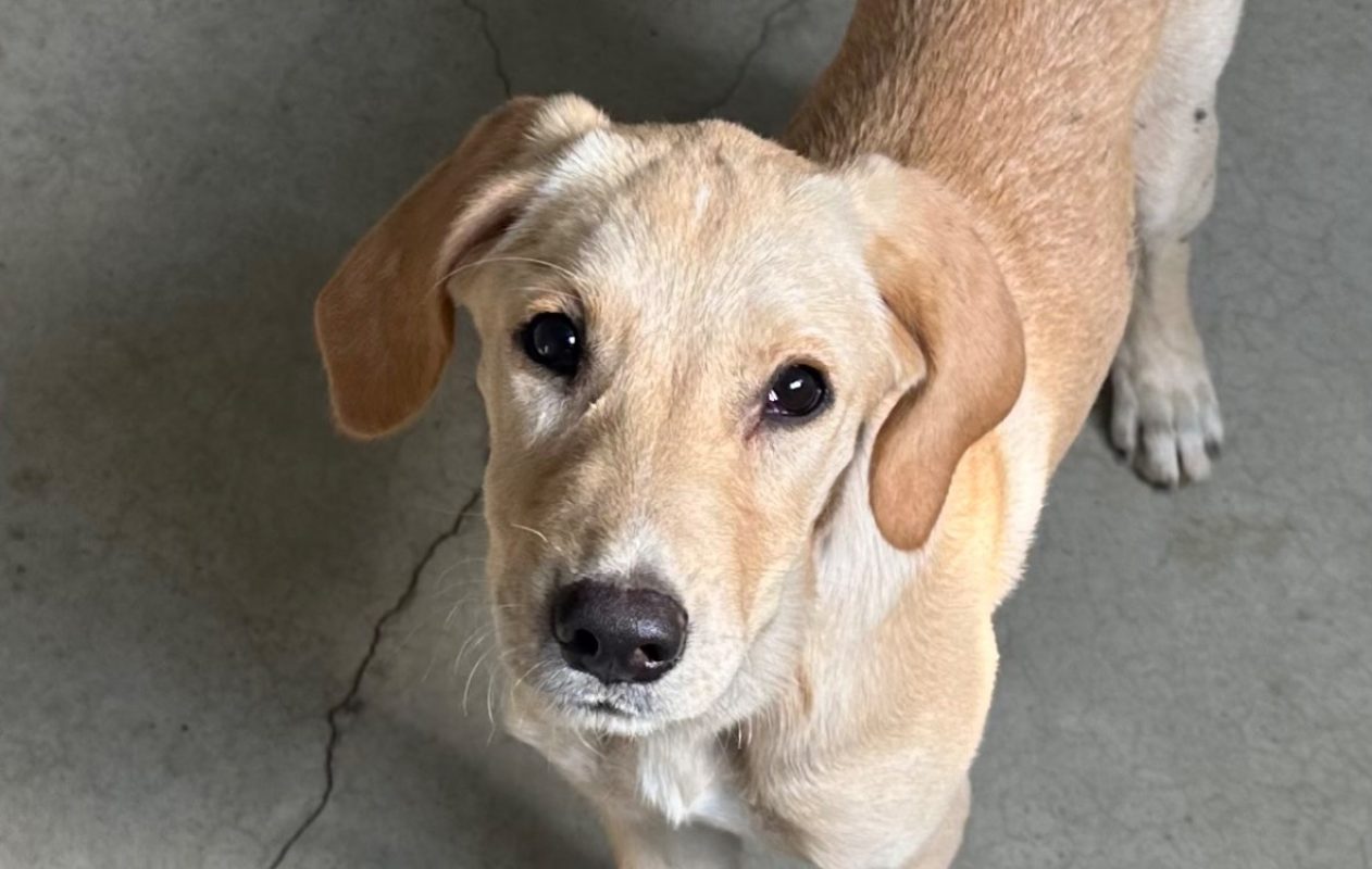 Bonnie - Chien à adopter