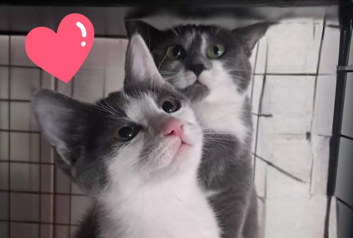 Grisette - Chat Européen à adopter