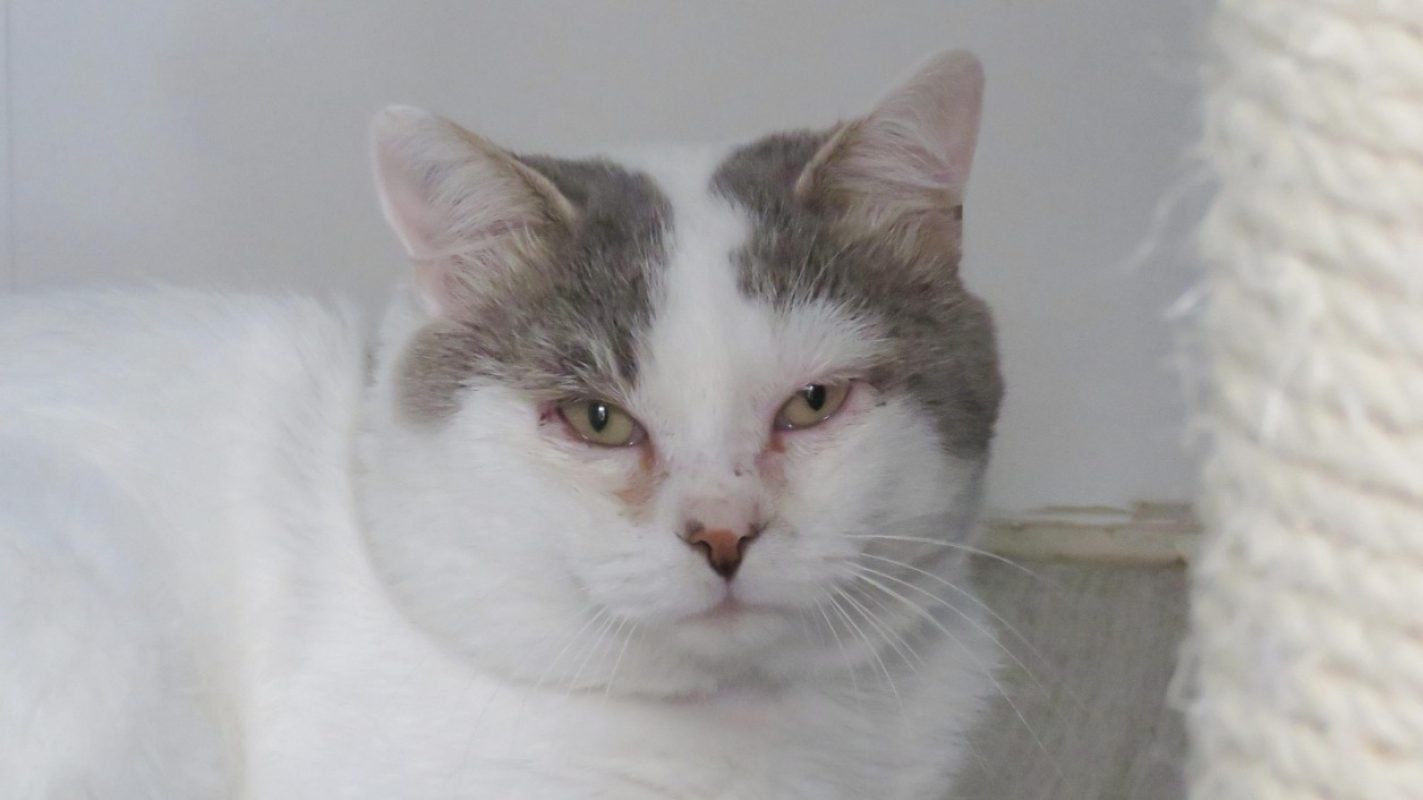 Talos - Chat Européen à adopter