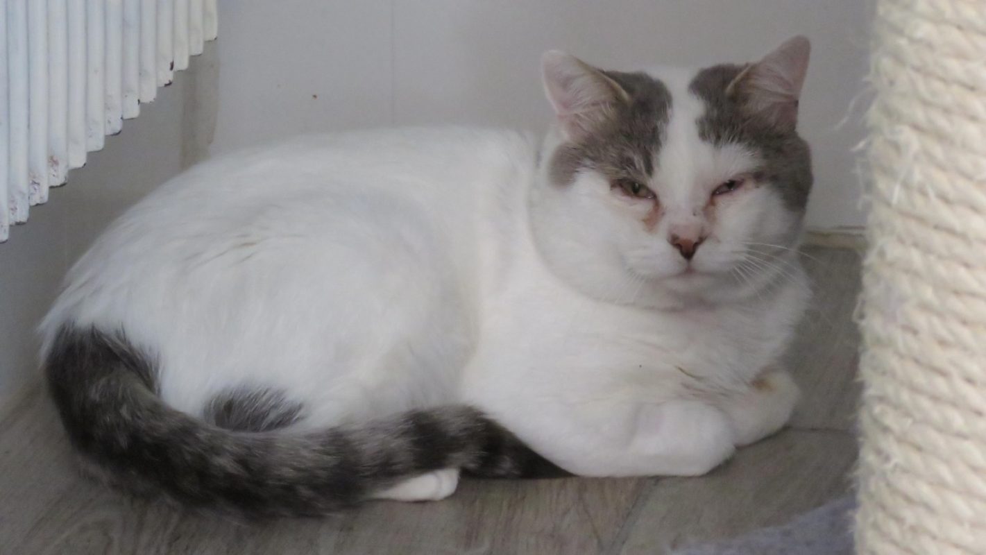 Talos - Chat Européen à adopter - photo 2