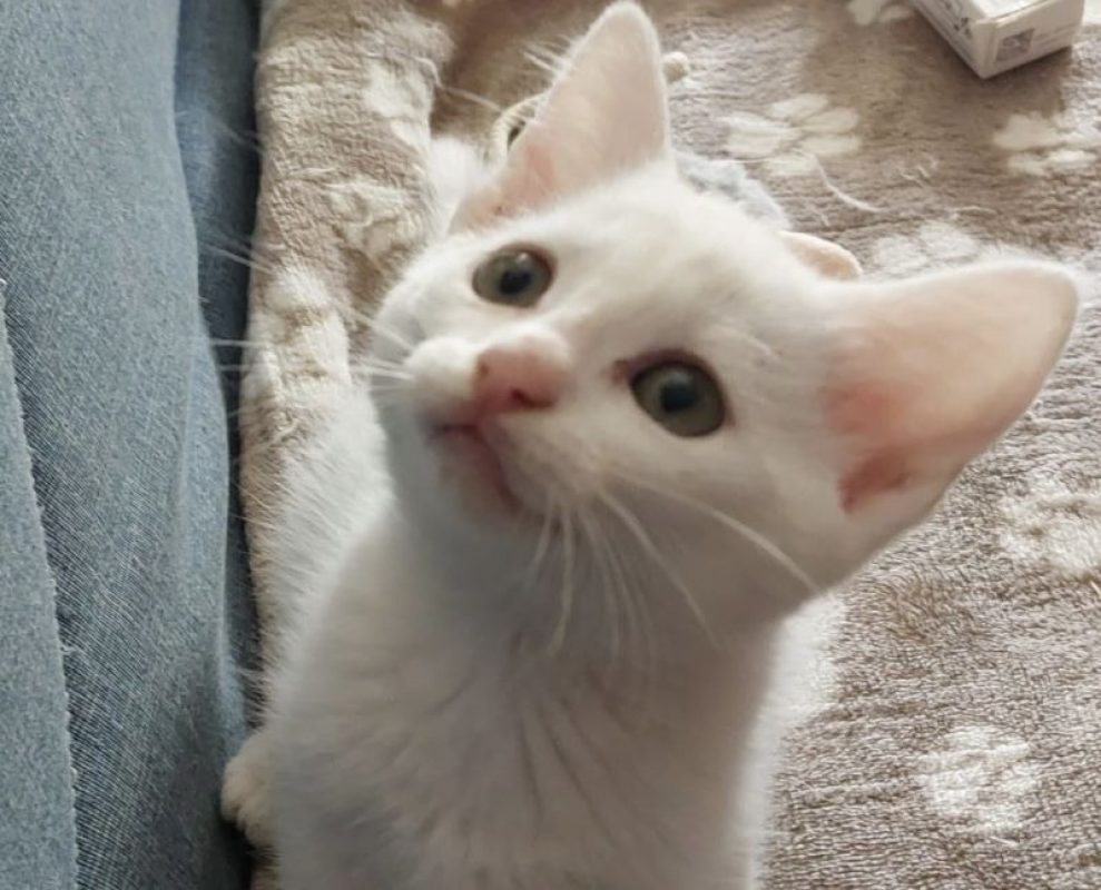 Barry - Chat Européen à adopter