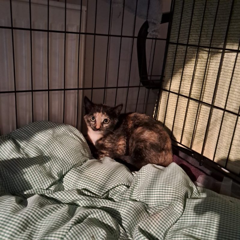 Sakura - Chat Européen à adopter