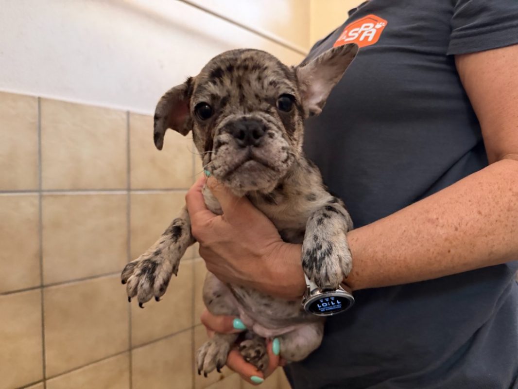Zazie - Chien Bouledogue Français à adopter