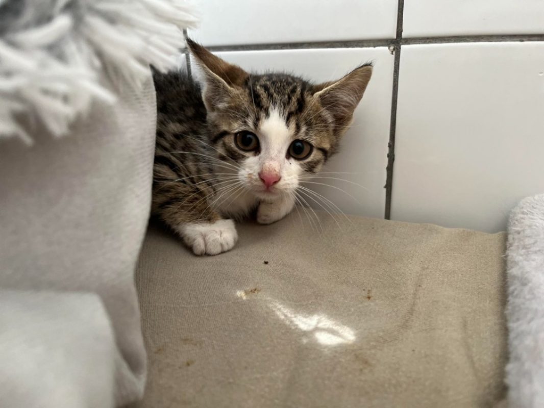 King - Chat Européen à adopter