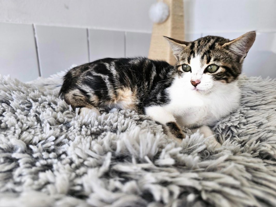 Country - Chat Européen à adopter