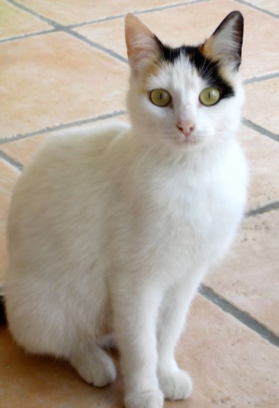 Clochette - Chat à adopter - photo 2