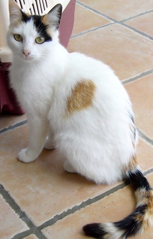 Clochette - Chat à adopter