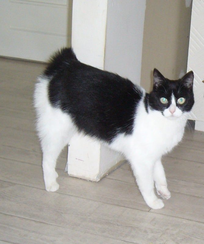 Sucrette - Chat à adopter - photo 3