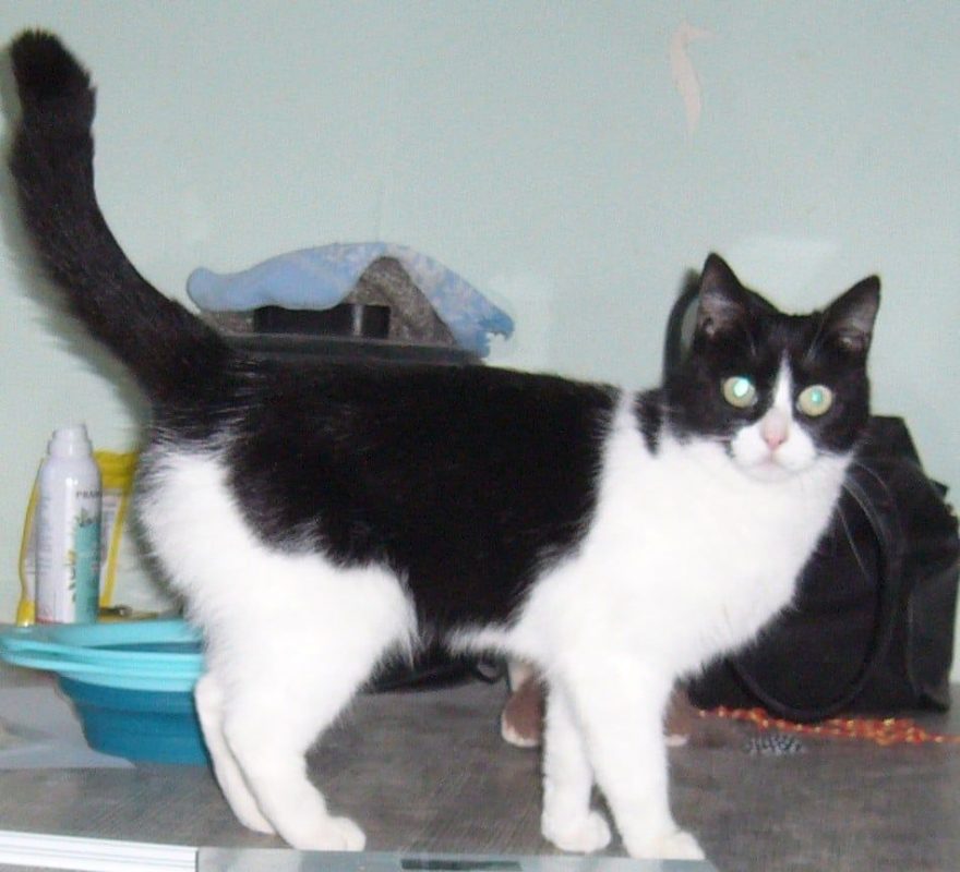 Sucrette - Chat à adopter - photo 2