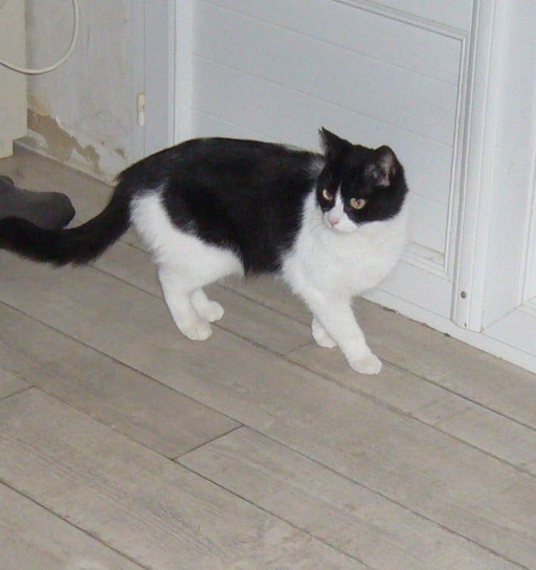 Sucrette - Chat à adopter