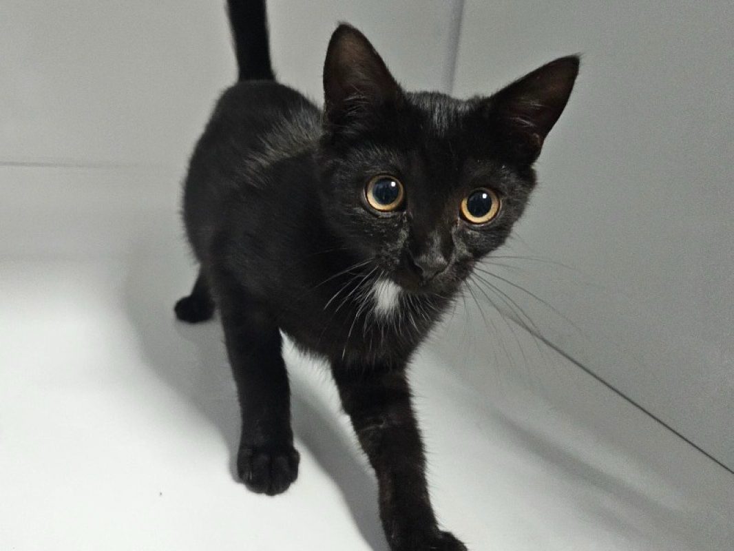 Melba - Chat Européen à adopter