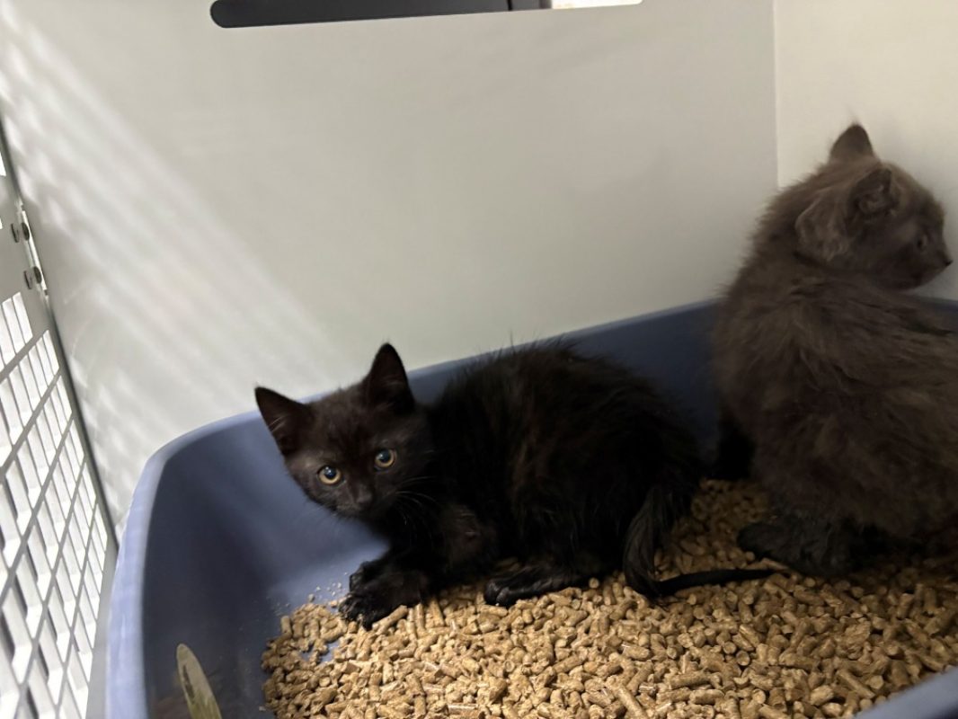 Clip - Chat Européen à adopter