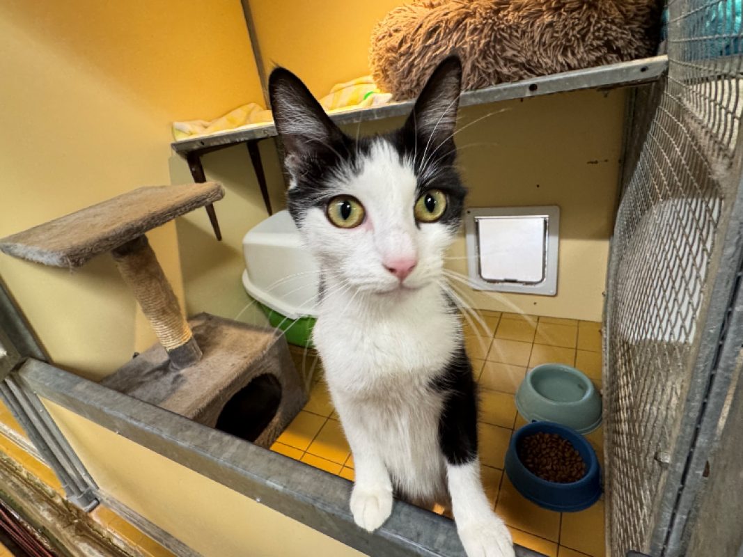 Marie-christine - Chat Européen à adopter