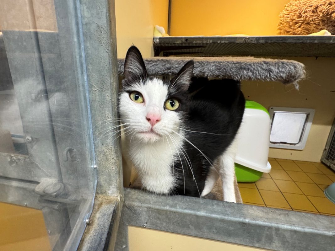 Marie-christine - Chat Européen à adopter - photo 2