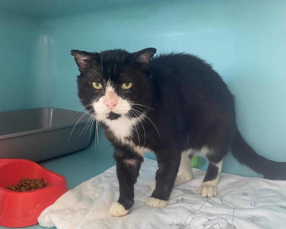 Mushuk - Chat à adopter