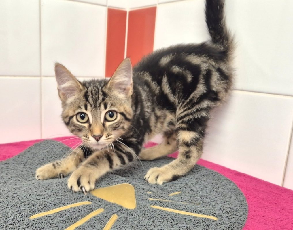 Eugene - Chat Européen à adopter