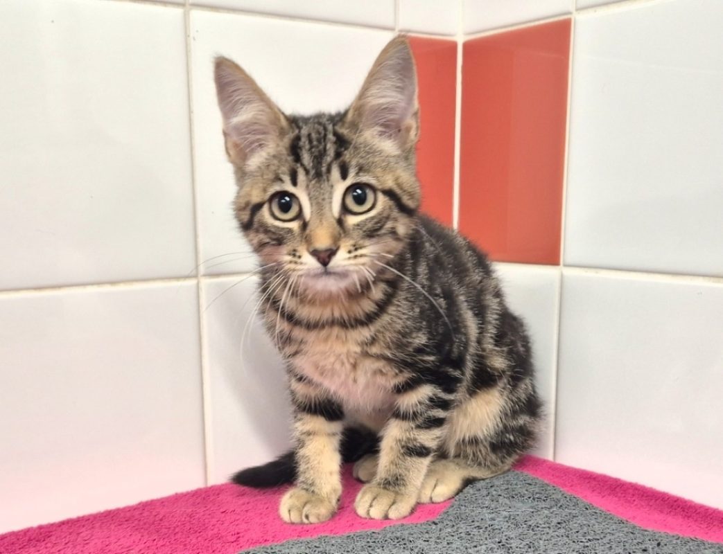 Eugene - Chat Européen à adopter - photo 2