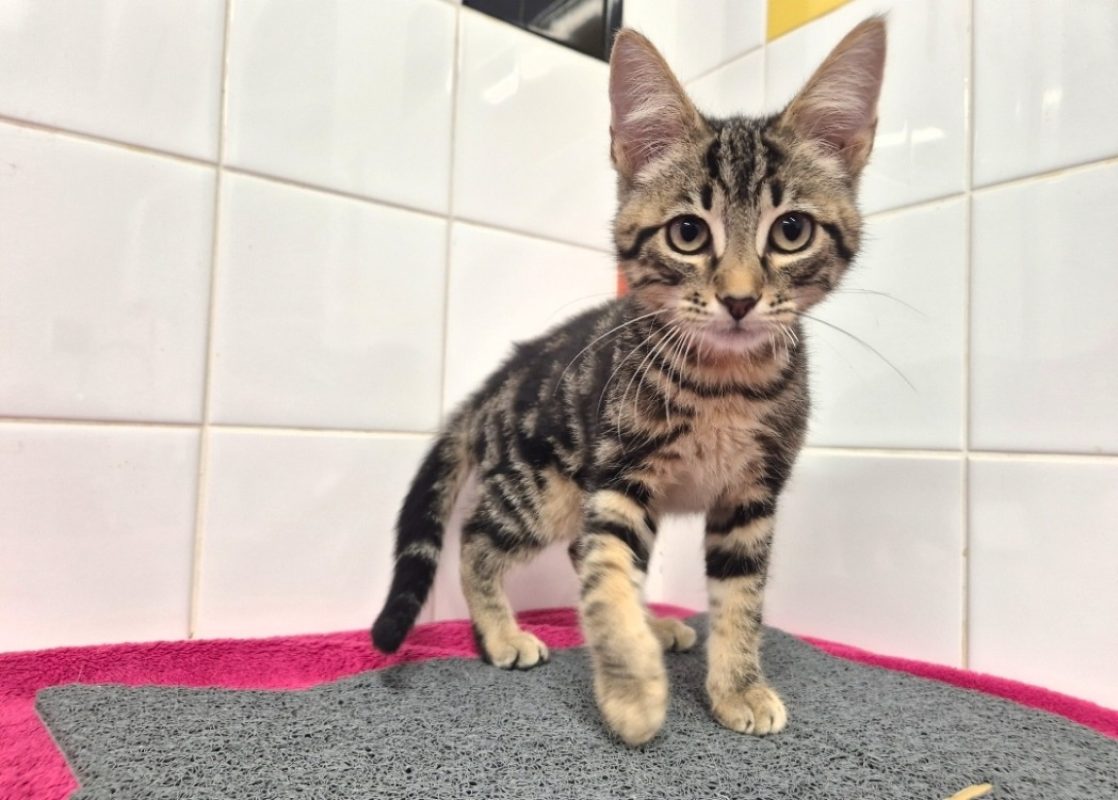 Eugene - Chat Européen à adopter - photo 3