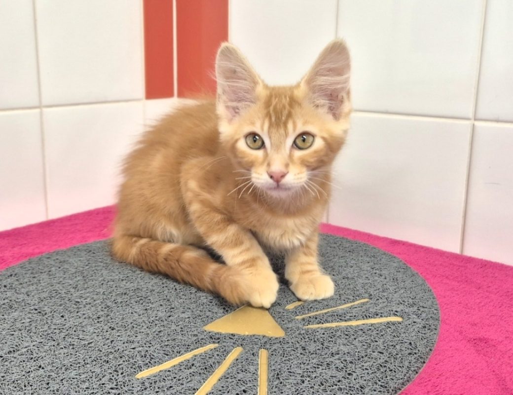 Jax - Chat Européen à adopter